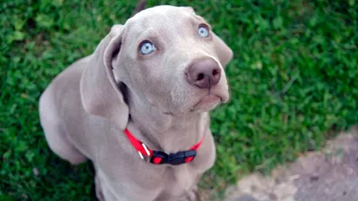 Weimaraner PUPPY - Все еще ждут своих хозяев два щенка породы веймаранер.  Соня и Бумер! Помет \"S\" from Septemcolles (FCI). Оба пригодны для выставок,  контактны, активны, привиты по возрасту, чипированы. Кобель по