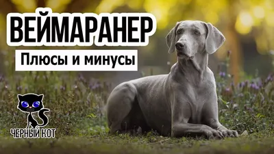 Веймаранер