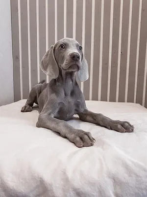 Веймаранер (Canis lupus familiaris 'Weimaraner') - Rock Identifier