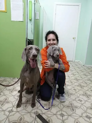 Кабанчик🐗#weimaraner #веймаранер #weimaraners #weim #веймарскаялегавая  #веймаранерщенки #веймаранеры #веймаранернавсегда #веймаранерроссия … |  Instagram