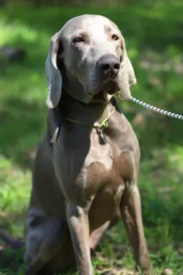 Веймаранер in 2023 | Weimaraner puppies, Beautiful dogs, Dogs