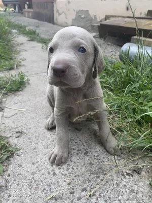 weimaraner #веймаранер #weimaraners #weim #веймарскаялегавая  #веймаранерщенки #веймаранеры #веймаранернавсегда #веймаранерроссия… |  Instagram