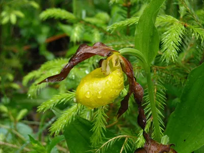 Венерин башмачок настоящий (Cypripedium calceolus) - Заповедник «Нургуш»