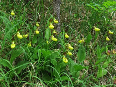 Купить ВЕНЕРИН БАШМАЧОК ГИБРИДНЫЙ САБИНА (Cypripedium SABINE) в  интернет-магазине Анны Калугиной. Фото, описание и цена.