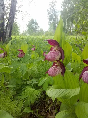 В Гродненском районе цветет уникальное растение - венерин башмачок