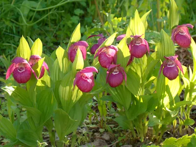 Орхидея венерин башмачок настоящий (Cypripedium calceolus) — Фото №1370118