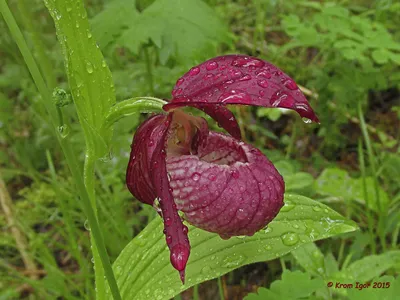 Венерин башмачок крупноцветковый – Cypripedium macranthon Sw. « Красная  книга Томской области | ОГБУ \"Облкомприрода\"