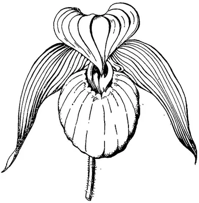 Венерин башмачок настоящий (Cypripedium calceolus)