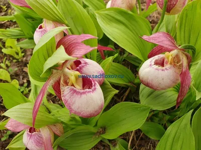 Фотокаталог растений: Венерин башмачок вздутоцветковый (Cypripedium  ventricosum)