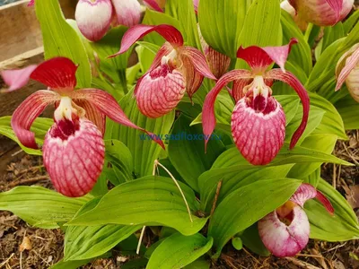 Купить ВЕНЕРИН БАШМАЧОК ВЗДУТЫЙ (Cypripedium VENTRICOSUM) в  интернет-магазине Анны Калугиной. Фото, описание и цена.