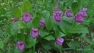 Paphiopedilum орхидеи или венерин башмачок, на белом фоне акварели.  Иллюстрация штока - иллюстрации насчитывающей яркое, флористическо:  197287399