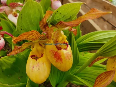 Купить ВЕНЕРИН БАШМАЧОК ГИБРИДНЫЙ ВИКТОРИЯ (Cypripedium VICTORIA) в  интернет-магазине Анны Калугиной. Фото, описание и цена.