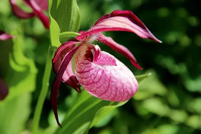 Фотокаталог растений: Венерин башмачок крупноцветковый (Cypripedium  macranthon)