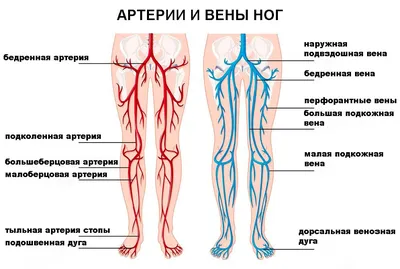 ЭВЛК, лечение вен, удаление вен на ногах лазером, стоимость операции по  удалению вен