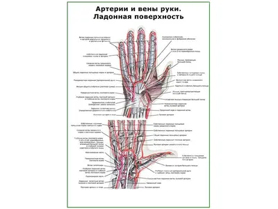 Вены верхней конечности разделяются на поверхностные и глубокие.  Поверхностные вены, о которых мы поговорим сегодня, анастомозируя между  собой, образуют... | By Vascular access | Facebook