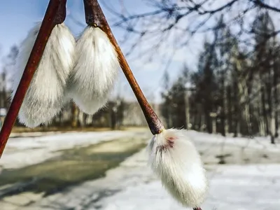 Верба искусственная, 11 шт купить по низкой цене - Галамарт