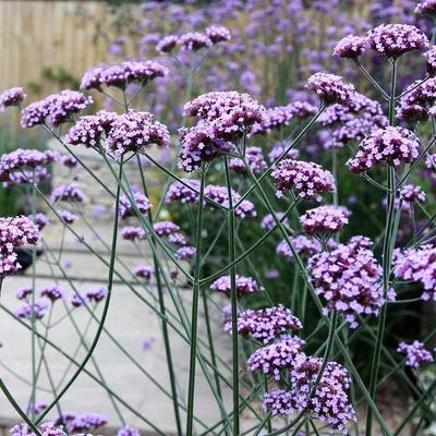 Вербена лекарственная (Verbena officinalis L.) | Пикабу