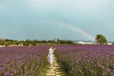 Вербена (Verbena) ампельная в ассортименте в кашпо — Рассада цветов и  овощей.