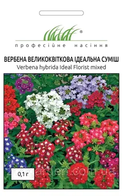 Вербена – правила выращивания… - посадка, уход, фото, как вырастить и  собрать урожай - «Блог Флориум.юа» 2024