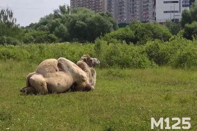 Автомобиль столкнулся с верблюдом в Мангистау - видео - 18.07.2022, Sputnik  Казахстан