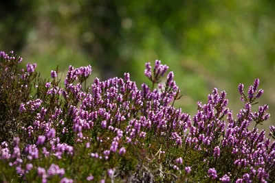 Вереск обыкновенный Hollandia - Вереск - GardenPlants