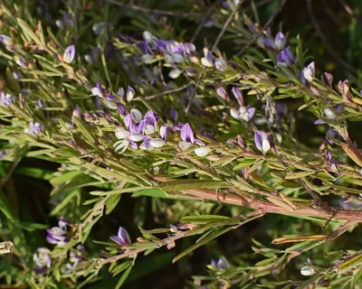 Фотокаталог растений: Вереск обыкновенный (Calluna vulgaris)