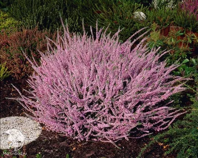 Calluna vulgaris 'Zoe', Вереск обыкновенный 'Зоуи'