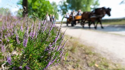 Вереск Трио – Купить Вереск Трио в Киеве с доставкой