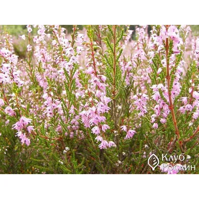 Calluna vulgaris mix Вереск обыкновенный в ассортименте в горшке 1,5л