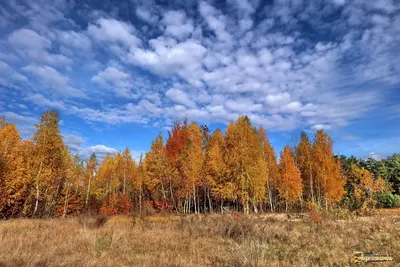 Веселая осень / Афиша / Официальный сайт городского округа Лыткарино