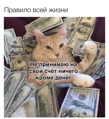 Смешные котов на аву - картинки и фото koshka.top