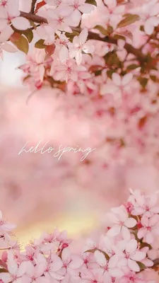 МОИ ЛЮБИМЫЕ ВЕСЕННЕЕ ОБОИ (на телефон и ноутбук) | Pink wallpaper iphone,  Pretty phone wallpaper, Spring wallpaper