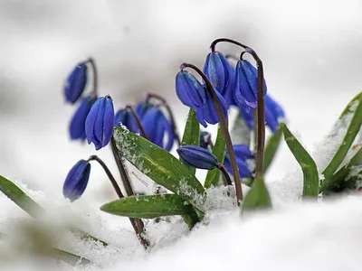 Весенние цветы в корзинке - заказать доставку цветов в Москве от Leto  Flowers