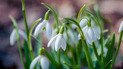 Весенние цветы в вазе - заказать доставку цветов в Москве от Leto Flowers