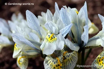 Пролески. Первые весенние цветы | Пикабу