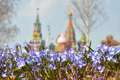 Нарциссы, крокусы и верба. На курортах Краснодарского края распустились весенние  цветы - KP.RU