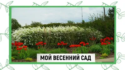 Весенний сад