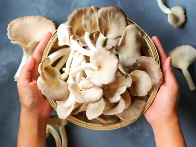 Вешенки. Pleurotus ostreatus