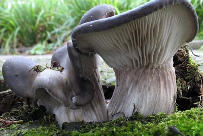 Вешенка обыкновенная (Pleurotus ostreatus). Фото на сайте \"Грибы:  информация и фотографии\"