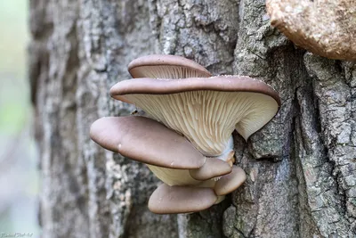 Вешенка обыкновенная (Pleurotus ostreatus) – Грибы Сибири