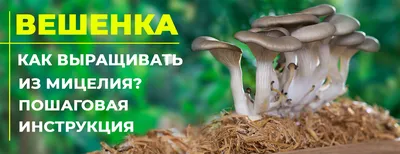 ВЕШЕНКИ (ЛАТ. PLEUROTUS OSTREATUS – «ВЕШЕНКА ОБЫКНОВЕННАЯ»)