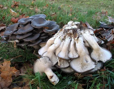 Грибы Вешенки Обыкновенные - «🍄Грибочки на пенёчке🍄» | отзывы