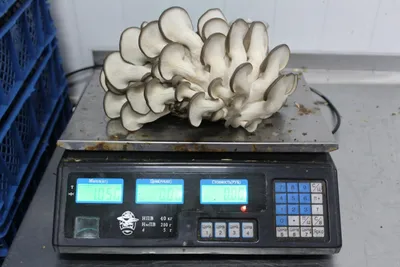 Вешенка обыкновенная (устричная) (Pleurotus ostreatus) фотографии, видео и  истории