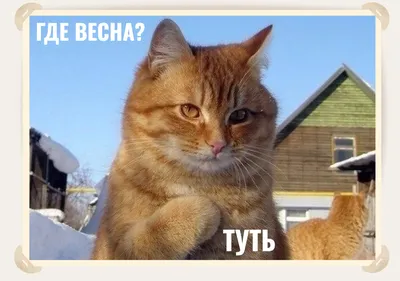 весна :: котэ (прикольные картинки с кошками) / смешные картинки и другие  приколы: комиксы, гиф анимация, видео, лучший интеллектуальный юмор.