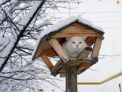 Смешная картинка с котом, который никак не дождется весны. Забавная  открытка «весна-а, ты где?» | Кошачьи цитаты, Смешно, Смешные открытки