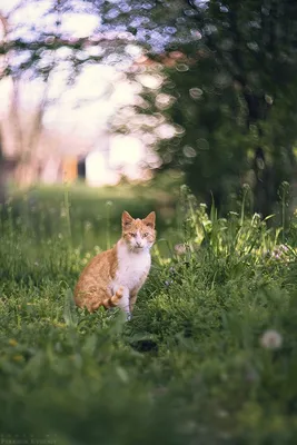 весна #кот #котики #окно #природабеларуси #minskibelarus #road #mogilevgram  #беларусь #mogilevtut #минскибеларусь #belarusblakitnaya… | Instagram