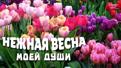 Открытка «Пусть в душе всегда будет весна!» БУМАЖНОЕ ДЕРЕВО, купить в  интернет магазине в Москве