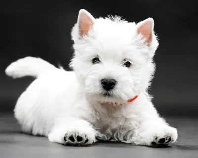 Тримминг ВЕСТ ХАЙЛЕНД УАЙТ Терьера . WEST HIGHLAND WHITE Terrier . Grooming  at home , handstripping - YouTube