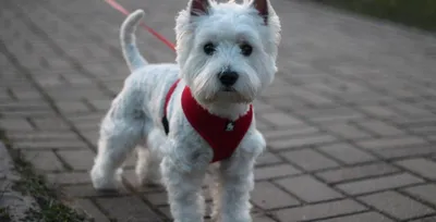 Вест хайленд терьер (West Highland White Terrier) - это веселая, игривая и  активная порода собак. Отзывы, описание и фото.