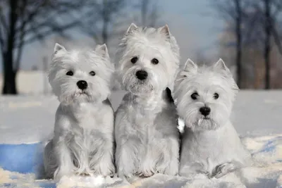 Корм Royal Canin West Highland White Terrier Adult для взрослого Вест  Хайленд Уайт Терьер 3кг